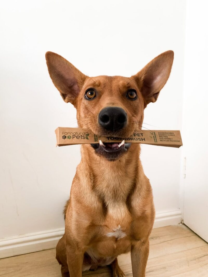 Bamboo Pet Toothbrush – Oral care