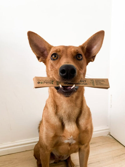 Bamboo Pet Toothbrush – Oral care